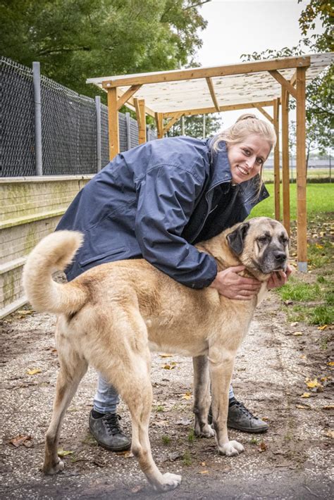 Onze honden – Dierenopvangtehuis De Bommelerwaard